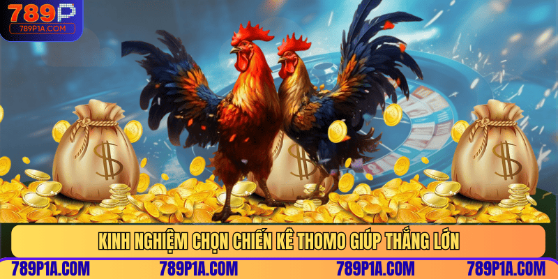 Kinh nghiệm chọn chiến kê Thomo giúp thắng lớn